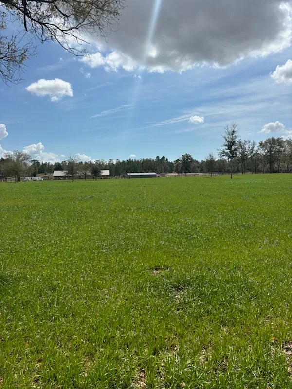 Cleared pasture land with level grading and uniform grass coverage, trees visible in distance