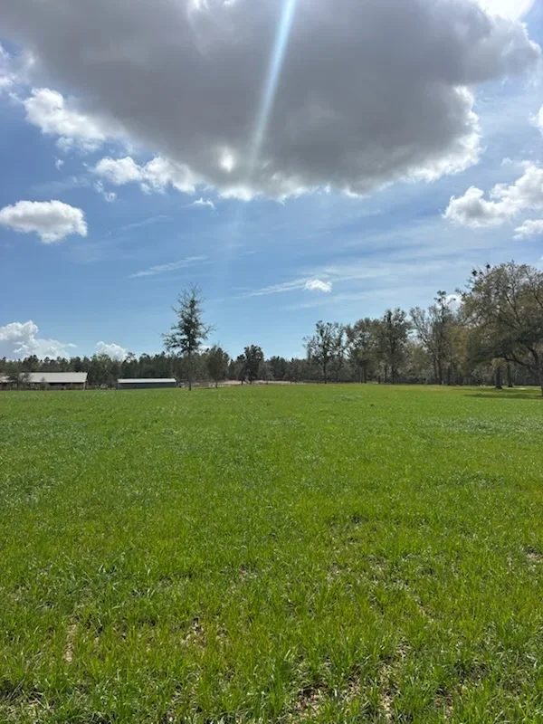 Cleared grass field with selective tree retention and distant farm structures
