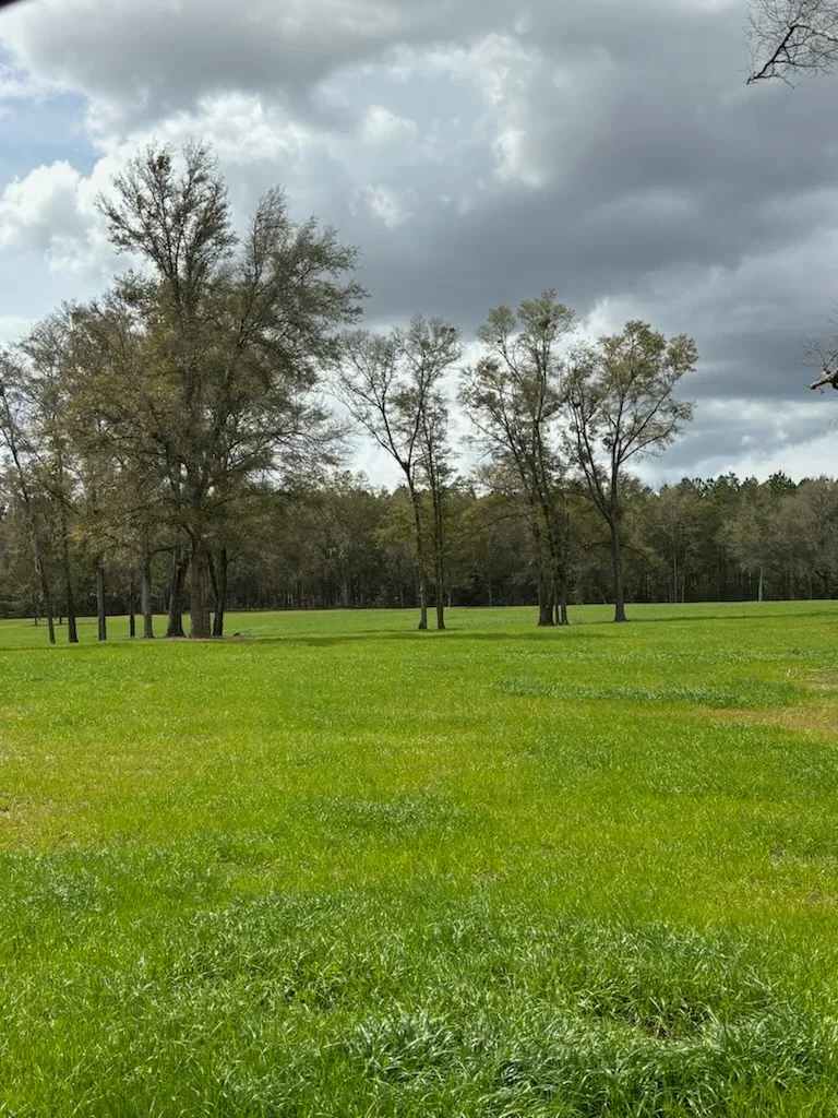 Cleared green field with selective mature trees remaining, forest backdrop