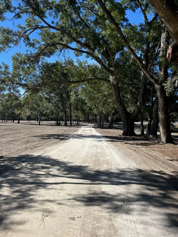 Graded dirt driveway lined with mature oak trees, cleared and compacted surface